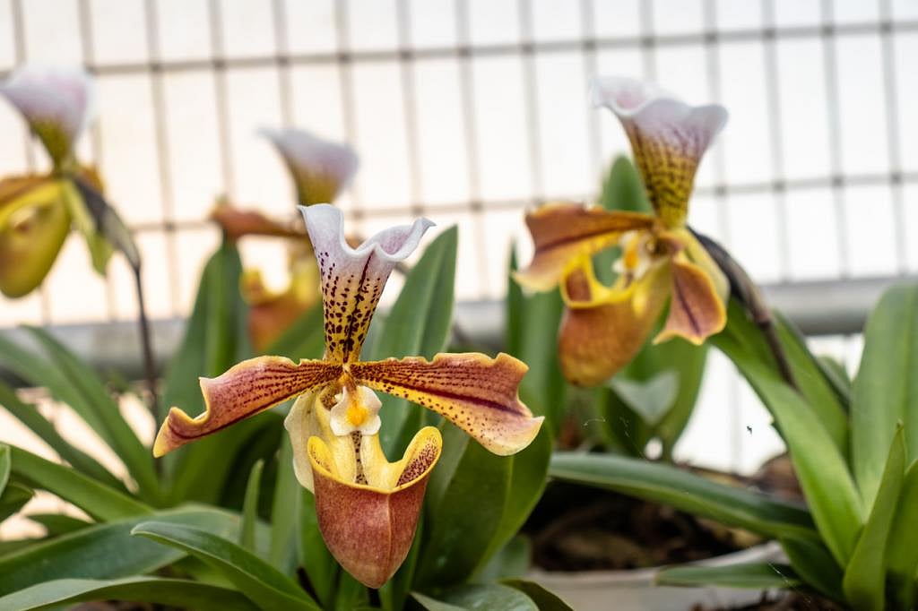 Gobar Times: The fascinating world of orchids