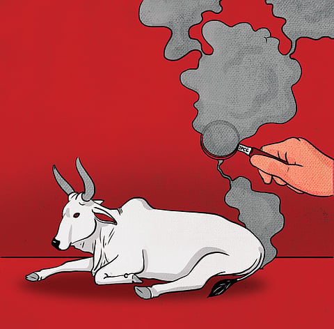 Unmasking the methane myth: Why India’s cows emit far less than we think