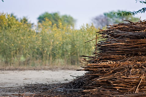 Circular economy in agriculture: Wealth on paper, waste on the ground
