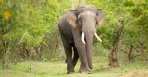 After Rivaldo: What the death of a tusker reveals about the future of South India’s Nilgiris
