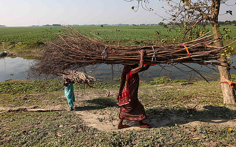 Rural Bihar still reliant on firewood