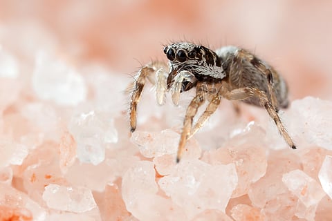 Land-use change reshaping spider communities in the Himalayas, finds research