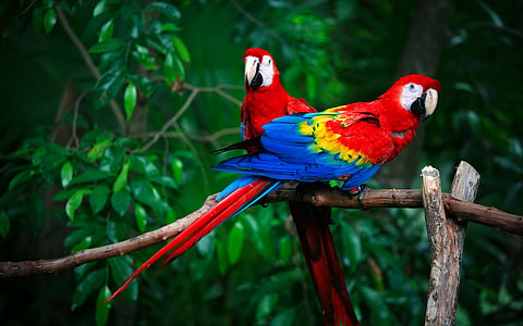 Centuries before the Inca, parrots were transported from the Amazon across the Andes to coastal Peru: Study