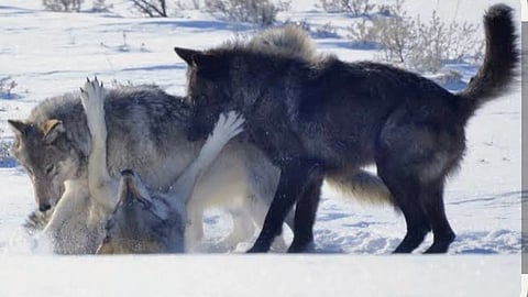 The big, good wolves of Yellowstone 