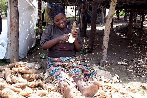 Climate change could pose a major risk to cassava in Africa: study sets out what can be done now