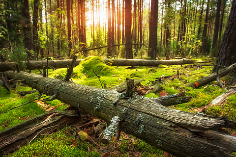 Sweden’s ‘old‑growth’ natural forests store 83% more carbon than managed woodlands — new study