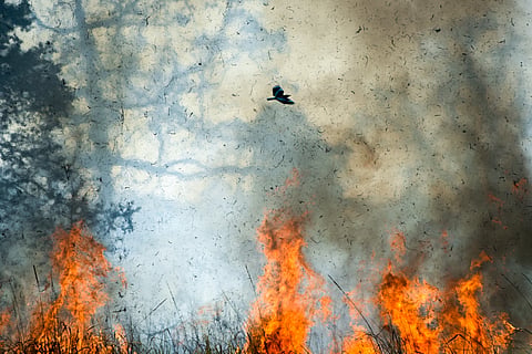 Why 2026 stands out as a worrying year for forest fires in India
