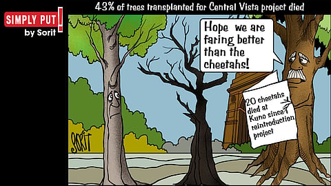 Simply Put: Trees of Central Vista