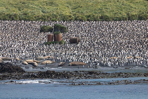 Nearly 10% of global ocean now protected, 2% increase since 2024: UNEP