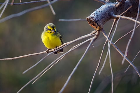 Global trade in wild birds is poorly monitored — the risks to wildlife, ecosystems and human health