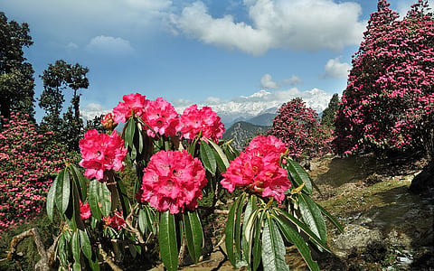 The mountains are losing their food — and their future