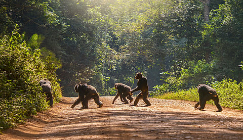 When bonds break: Chimpanzee ‘civil war’ challenges assumptions about how wars begin, researchers say