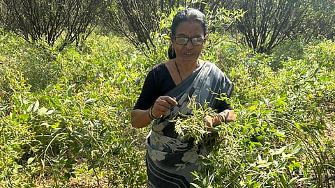 Woman picking pods of legumes in a Maharshtra farm. 