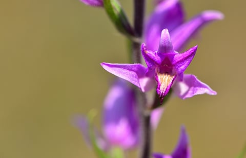 Edible orchids are being overharvested in the Mediterranean — how to protect these astonishing blooms