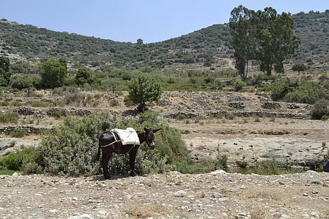 A donkey owned by a Palestinian herder from Deir Istiya in the northern West Bank in June 2025. 
