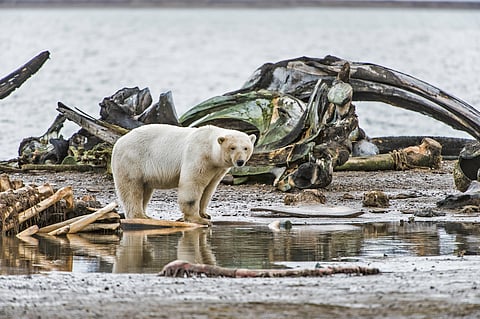 Why do polar bears approach human infrastructure? The answer is more complex than we thought