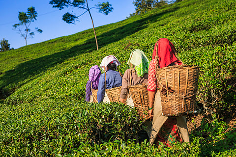 West Bengal tea workers invoke ILO Article 24, allege systemic labour rights violations