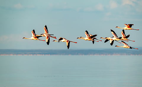 In run up to World Migratory Bird Day, major avian organisation stresses importance of species for planetary health