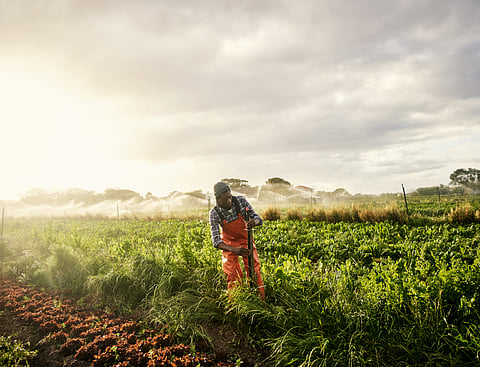 No water, no crops: Irrigation schemes could be a powerful way for South Africa’s smallholder farmers to adapt to climate change