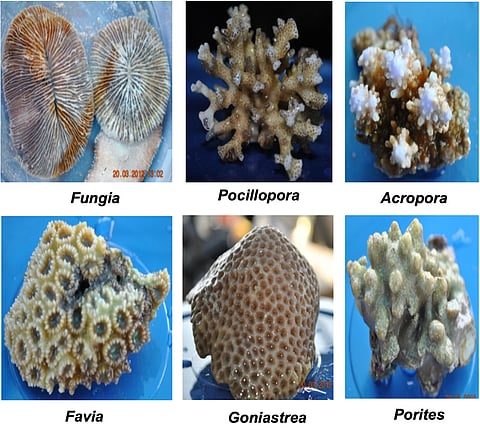 New microbes discovered in corals from the Andaman Sea.