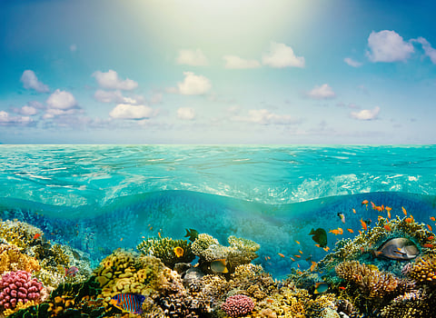 Massive marine heatwave caused Caribbean coral reefs to collapse much faster than predicted — new research
