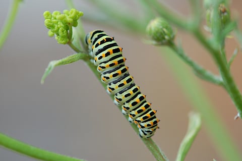 Oak trees delay leafing to outmanoeuvre caterpillars