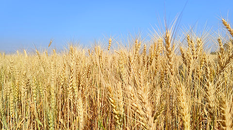 Story of bread wheat began in Georgia and the South Caucasus: Study