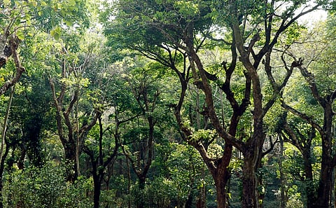 India’s real time forest monitoring is becoming more advanced. But the response system remains dangerously slow