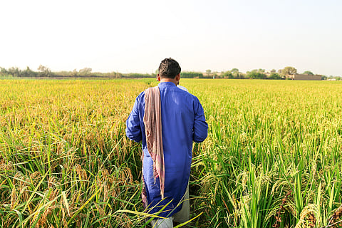One degree of warming costs India’s farms years of productivity gains