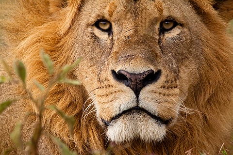 Cameroon’s sacred and royal animals: Could literature and futures thinking help save them?