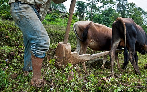 Organic farming is not just about changing agricultural practices, but also about building a healthier future. Transition gap remains the biggest barrier in this journey 