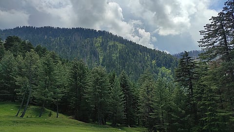 In parts of Kashmir, the quiet act of laying the dead to rest extracts an unintended cost: Trees