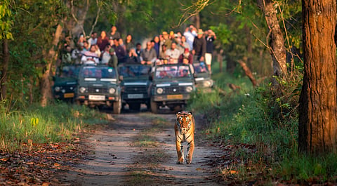 Tourism and human activity are stressing India’s tigers, affecting choice of breeding sites: CSIR-CCMB study