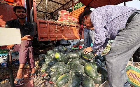 Watermelons: Summer’s symbol causes scare