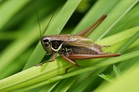 370 billion crickets are farmed for food every year. Scientists have discovered they may feel pain