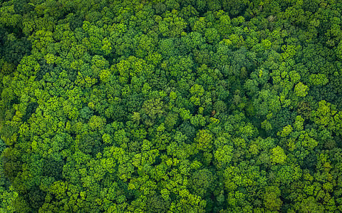 Two key targets — reversing forest loss and eliminating extreme poverty among forest-dependent populations remain off track, finds UN report