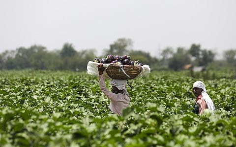Farmers grow greens on Delhi’s rural fringe with dark wastewater