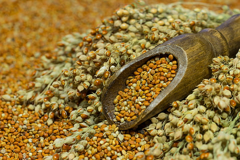 The reduction in financial allocation has also resulted in a decline of 50,000 hectares in the millet demonstration area.