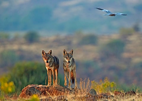 Indian and Tibetan wolves found to have important, ancient genetics