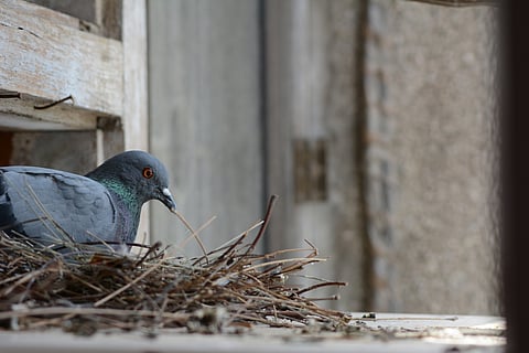 Urban life makes animals bolder, more aggressive: Study