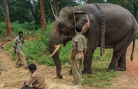 The Dubare Elephant Camp tragedy exposes a deeper crisis