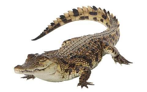 Kenya’s reptile trade expands rapidly, with exports crossing 87,000 animals, finds study