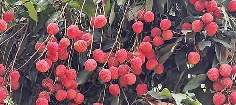 Muzaffarpur alone has litchi orchards spread across around 12,000 hectares.