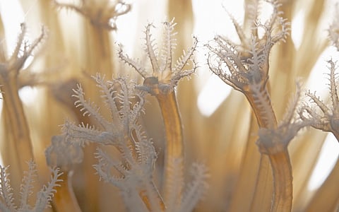 Heat stress disrupts ventilation system in corals, proves fatal at 37°C: Study