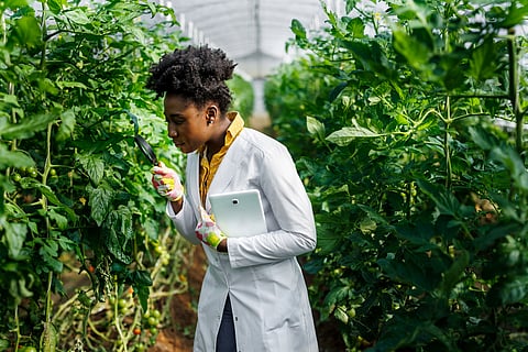 Poor pay is holding back Africa’s biodiversity research and reducing its contribution to global science
