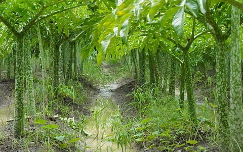Agroforestry offers a sustainable pathway for small and marginal farmers in India’s rain-fed regions