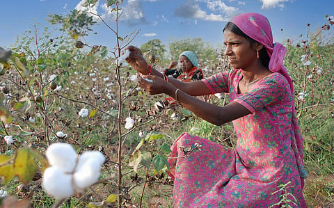 Agroforestry is a climate-resilient solution for India’s cotton farmers