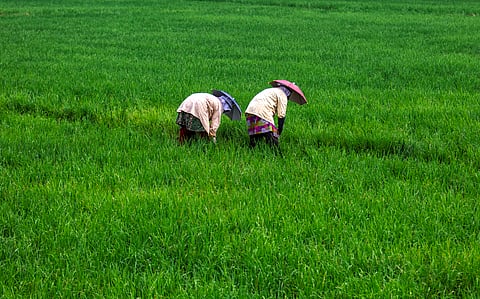 
Rice paddies are essential to lives and livelihoods in many parts of Asia.