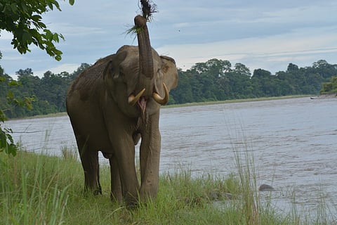 Arunachal has potential to become leading example of managing human-elephant coexistence: Report