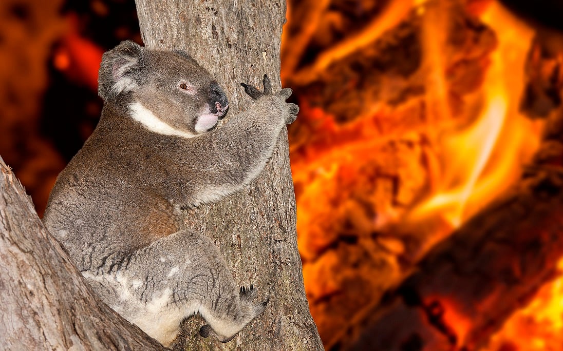 Heat Stress Drives Surge in Koala Hospit...